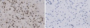 Anti-phospho-GluR1 (Ser831) Antibody, clone N453, ZooMAb&#174; Rabbit Monoclonal recombinant, expressed in HEK 293 cells