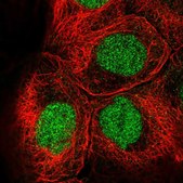 Anti-EED antibody produced in rabbit Prestige Antibodies&#174; Powered by Atlas Antibodies, affinity isolated antibody