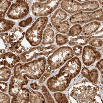 Anti-DCAF8 antibody produced in rabbit Prestige Antibodies&#174; Powered by Atlas Antibodies, affinity isolated antibody, buffered aqueous glycerol solution