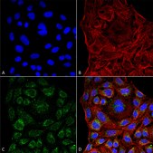 Monoclonal Anti-ERp57-FITC antibody produced in mouse clone 4F9