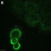 Anti-ASTN2 Antibody, clone 2E8 ZooMAb&#174; Rabbit Monoclonal recombinant, expressed in HEK 293 cells