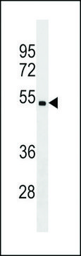 ANTI-CHST5(C-TERMINAL) antibody produced in rabbit affinity isolated antibody, buffered aqueous solution