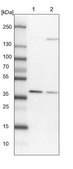 Anti-WDR92 antibody produced in rabbit Prestige Antibodies&#174; Powered by Atlas Antibodies, affinity isolated antibody, buffered aqueous glycerol solution