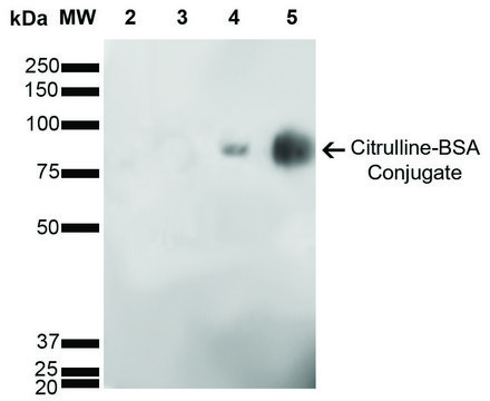 Monoclonal Anti-Citrulline-Horseradish Peroxidase antibody produced in mouse clone 6C2.1