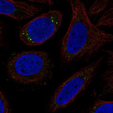 Anti-CYP27C1 antibody produced in rabbit Prestige Antibodies&#174; Powered by Atlas Antibodies, affinity isolated antibody