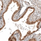 Anti-VGLL4 antibody produced in rabbit Prestige Antibodies&#174; Powered by Atlas Antibodies, affinity isolated antibody, buffered aqueous glycerol solution