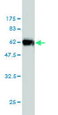 Monoclonal Anti-ICOSLG, (C-terminal) antibody produced in mouse clone 2D12, purified immunoglobulin, buffered aqueous solution