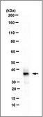Anti-SOX-15 Antibody, clone 1A2.1 clone 1A2.1, from mouse