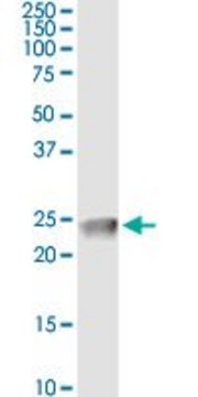 Monoclonal Anti-CLDN4 antibody produced in mouse clone 4A11, purified immunoglobulin, buffered aqueous solution