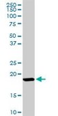 Anti-ISG15 antibody produced in rabbit purified immunoglobulin, buffered aqueous solution
