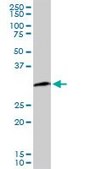 Monoclonal Anti-PCNA antibody produced in mouse clone S1, purified immunoglobulin, buffered aqueous solution
