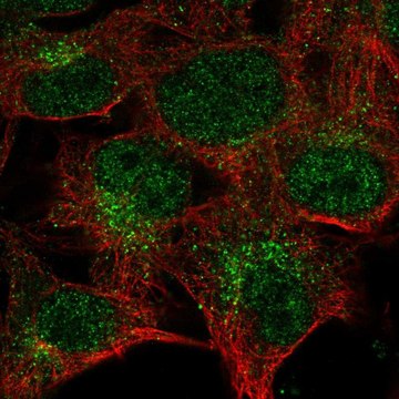 Anti-CTSK antibody produced in rabbit Prestige Antibodies&#174; Powered by Atlas Antibodies, affinity isolated antibody