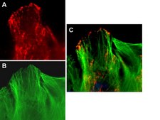 LentiBrite EB3-RFP Lentiviral Biosensor