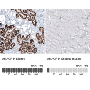 Monoclonal Anti-AMACR antibody produced in mouse Prestige Antibodies&#174; Powered by Atlas Antibodies, clone CL9360, purified immunoglobulin, buffered aqueous glycerol solution