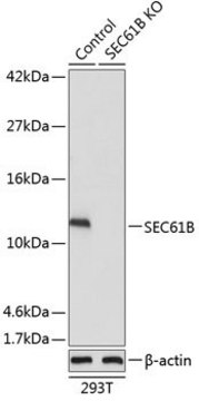 Anti-SEC61B antibody produced in rabbit