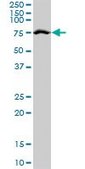 Anti-TRIM25 antibody produced in mouse purified immunoglobulin, buffered aqueous solution