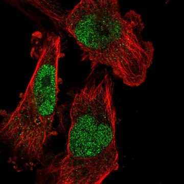 Anti-SETDB1 antibody produced in rabbit Prestige Antibodies&#174; Powered by Atlas Antibodies, affinity isolated antibody