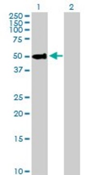 Anti-PSAP antibody produced in rabbit purified immunoglobulin, buffered aqueous solution