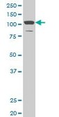 Monoclonal Anti-DAAM1, (N-terminal) antibody produced in mouse clone 4H3, purified immunoglobulin, buffered aqueous solution