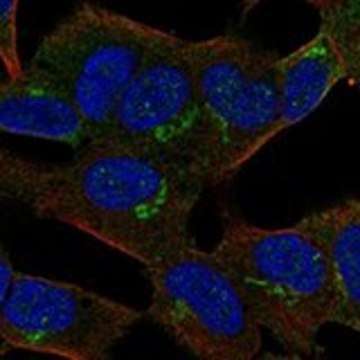Anti-APBA2 antibody produced in rabbit Prestige Antibodies&#174; Powered by Atlas Antibodies, affinity isolated antibody, buffered aqueous glycerol solution