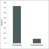 Anti-phospho-CREB (pSer142) antibody produced in rabbit affinity isolated antibody