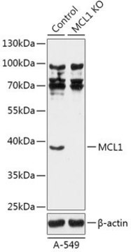 Anti- MCL1 antibody produced in rabbit