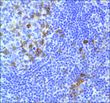 Anti-CD278/ICOS antibody, Rabbit monoclonal recombinant, expressed in proprietary host, clone SP98, affinity isolated antibody