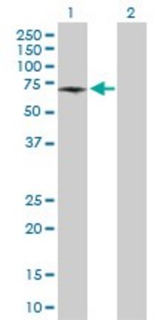 Anti-ATP6V1B1 antibody produced in rabbit purified immunoglobulin, buffered aqueous solution