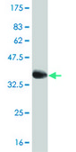 Monoclonal Anti-SREBF1 antibody produced in mouse clone 4B10, purified immunoglobulin, buffered aqueous solution