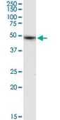 Anti-ALLC antibody produced in rabbit purified immunoglobulin, buffered aqueous solution