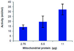 Mitochondrial Complex III Activity Assay Kit sufficient for 100&#160;colorimetric&nbsp;tests