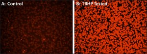Fluorometric Intracellular Ros Kit sufficient for 200&#160;fluorometric&nbsp;tests (orange)