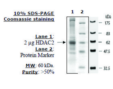 HDAC2 FLAG tag human recombinant, expressed in baculovirus infected insect cells, &#8805;50% (SDS-PAGE)