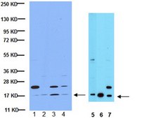 Anti-Histone H3 Antibody 0.5&#160;mg/mL, Upstate&#174;