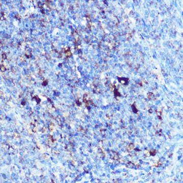 Anti-HLA-DRA antibody produced in rabbit