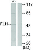 Anti-FLI1 antibody produced in rabbit affinity isolated antibody