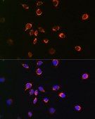 Anti- Bax antibody produced in rabbit