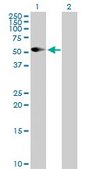 Anti-CD86 antibody produced in rabbit purified immunoglobulin, buffered aqueous solution