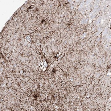 Anti-C1orf74 antibody produced in rabbit Prestige Antibodies&#174; Powered by Atlas Antibodies, affinity isolated antibody, buffered aqueous glycerol solution