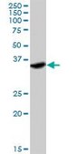 Anti-IFNGR2 antibody produced in rabbit purified immunoglobulin, buffered aqueous solution