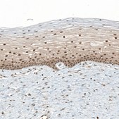 Anti-TET1 antibody produced in rabbit Prestige Antibodies&#174; Powered by Atlas Antibodies, affinity isolated antibody, buffered aqueous glycerol solution