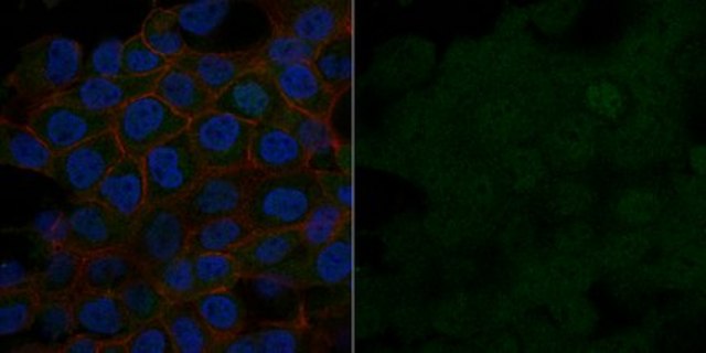 Anti-PP2A, C subunit Antibody, clone 1D6, Alexa Fluor&#8482; 488 Conjugate clone 1D6, from mouse, ALEXA FLUOR&#8482; 488