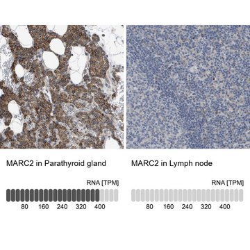 Anti-MARC2 antibody produced in rabbit Prestige Antibodies&#174; Powered by Atlas Antibodies, affinity isolated antibody, buffered aqueous glycerol solution