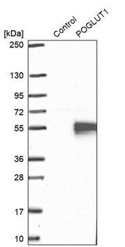 Anti-POGLUT1 antibody produced in rabbit Prestige Antibodies&#174; Powered by Atlas Antibodies, affinity isolated antibody