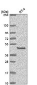 Anti-EYA2 antibody produced in rabbit Prestige Antibodies&#174; Powered by Atlas Antibodies, affinity isolated antibody