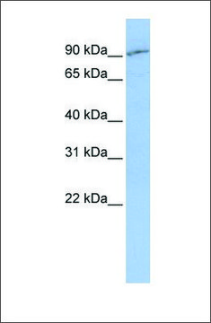 Anti-SLC15A2 antibody produced in rabbit affinity isolated antibody