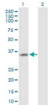 Anti-TP53I3 antibody produced in rabbit purified immunoglobulin, buffered aqueous solution