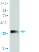 Monoclonal Anti-SAA1 antibody produced in mouse clone 3C11-2C1, purified immunoglobulin, buffered aqueous solution