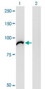 Monoclonal Anti-VAC14 antibody produced in mouse clone 3B2, purified immunoglobulin, buffered aqueous solution