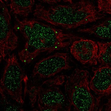 Anti-Bmp7 Antibody Produced In Rabbit Prestige Antibodies&#174; Powered by Atlas Antibodies, affinity isolated antibody, buffered aqueous glycerol solution